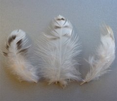 Перо петушиное,белое, рябое, широкое, 40-80 мм